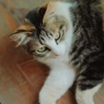 A serene calico cat lying on a wooden floor, gazing gently indoors.