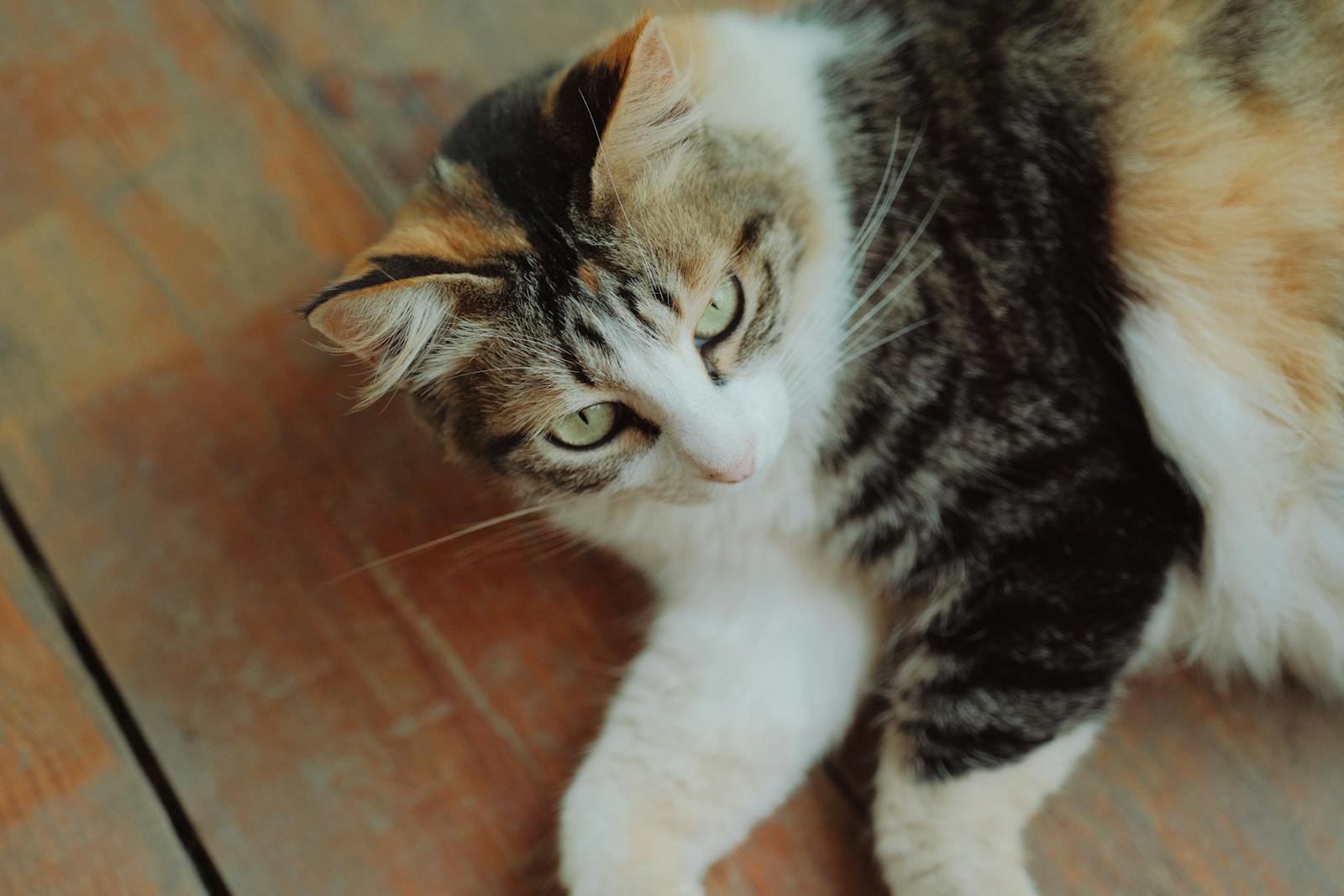 A serene calico cat lying on a wooden floor, gazing gently indoors.
