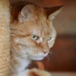 Intimate close-up of a ginger tabby cat gazing attentively in a cozy indoor setting.