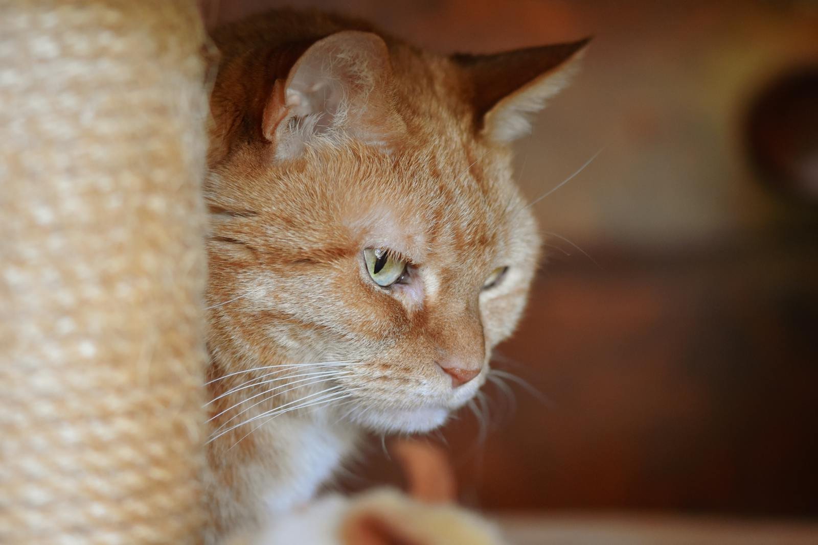 Intimate close-up of a ginger tabby cat gazing attentively in a cozy indoor setting.