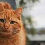 Adorable close-up of a fluffy ginger cat with a blurred natural background, showcasing its serene expression.