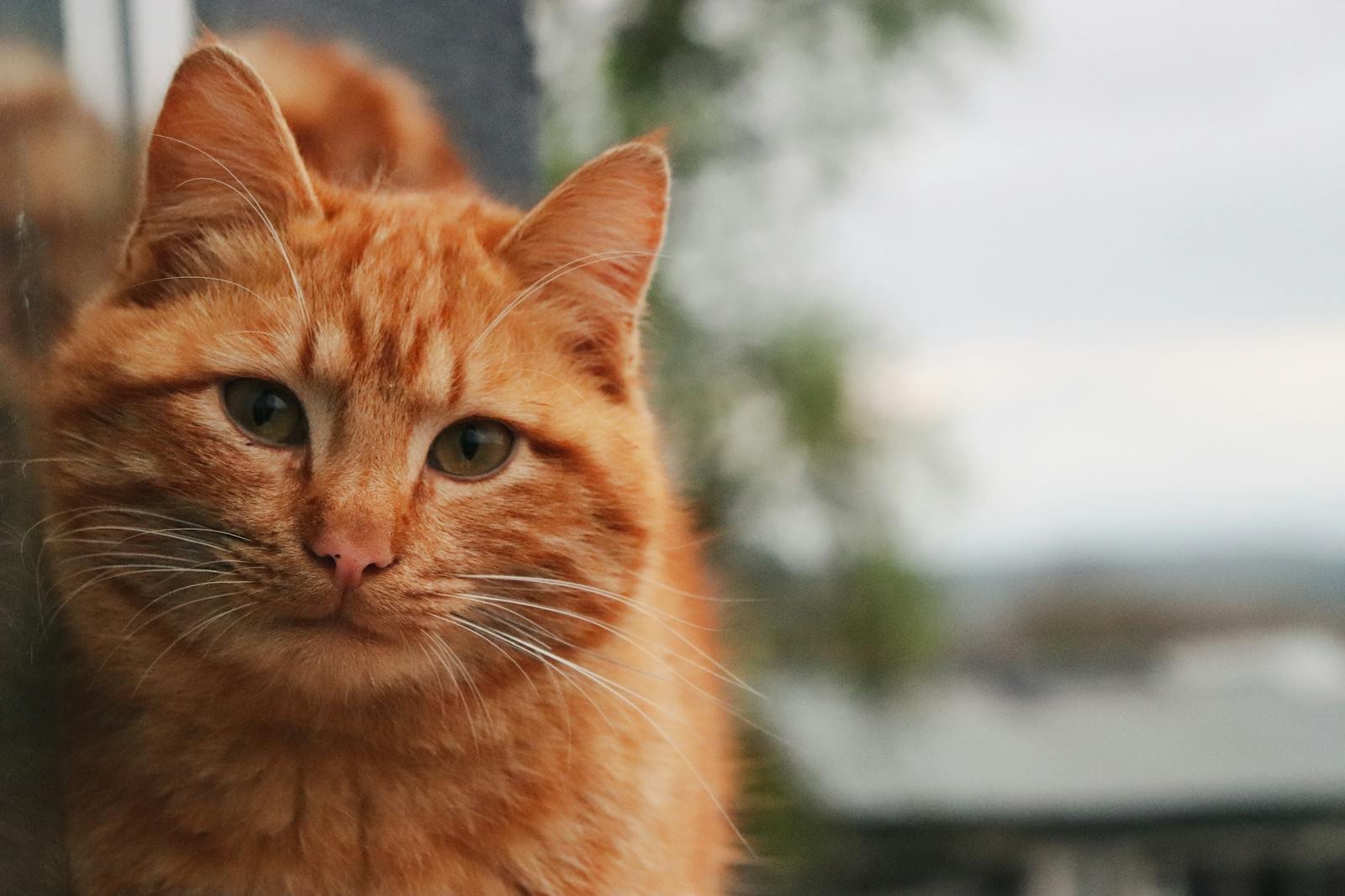 Adorable close-up of a fluffy ginger cat with a blurred natural background, showcasing its serene expression.