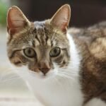 Adorable close-up of a curious domestic cat outdoors with alert expression.