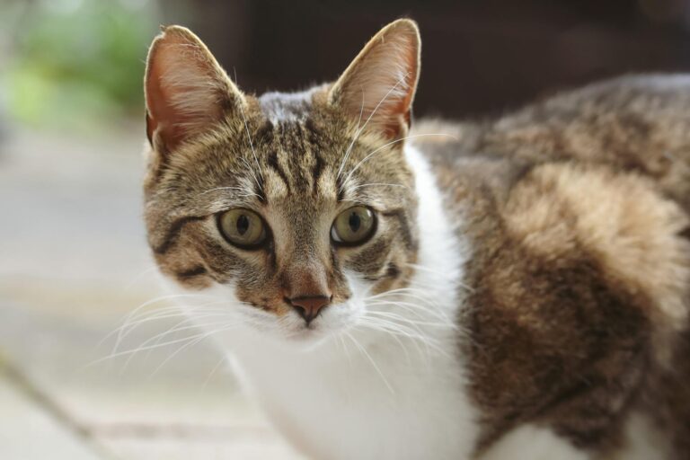 Adorable close-up of a curious domestic cat outdoors with alert expression.