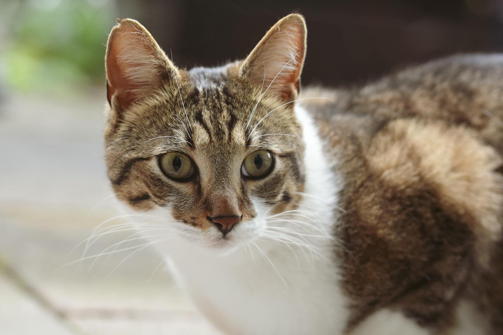 Adorable close-up of a curious domestic cat outdoors with alert expression.