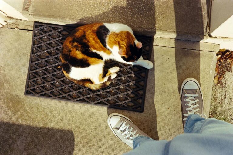 10 Ways Cats React When They’re Finally Heard