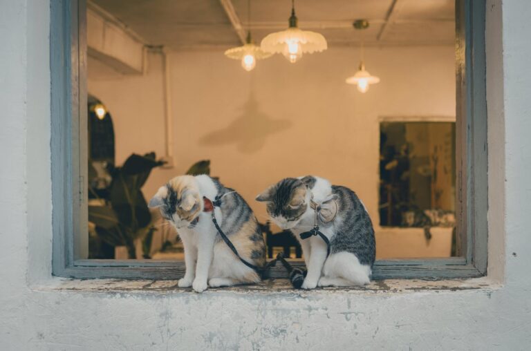 Two adorable cats sitting on a windowsill inside a cozy room with soft lighting.