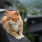 Ginger cat resting on a wall in Taipei, Taiwan, with a serene background.