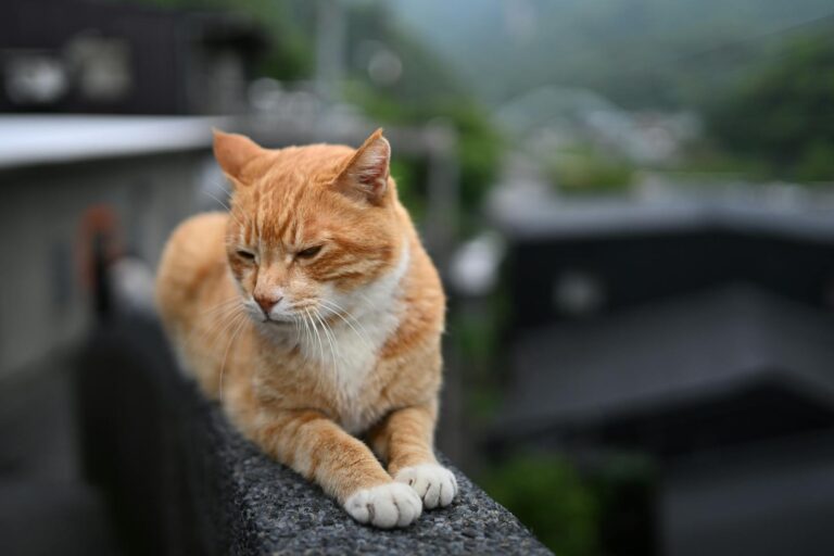 Ginger cat resting on a wall in Taipei, Taiwan, with a serene background.