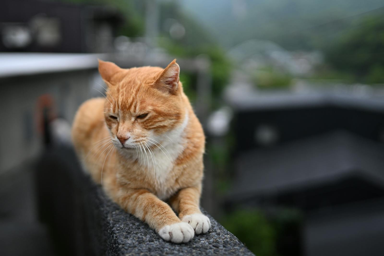 Ginger cat resting on a wall in Taipei, Taiwan, with a serene background.