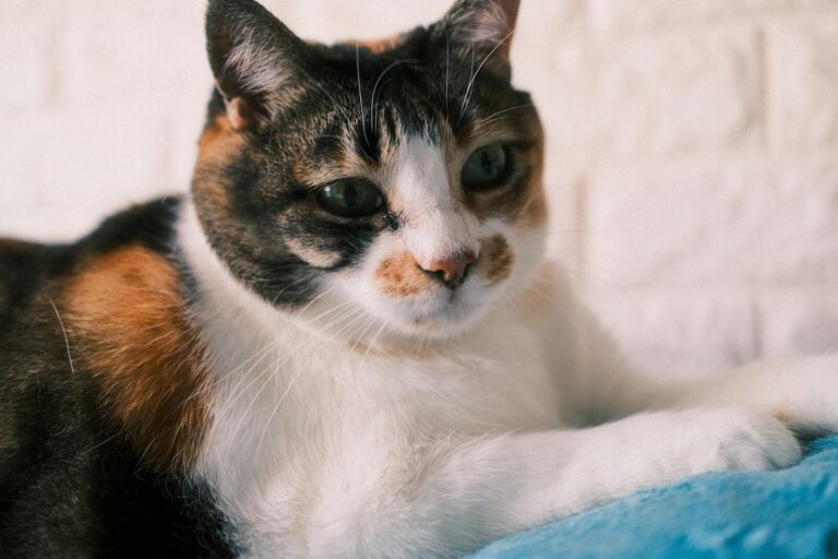 6 Cat Behaviors That Prove You’re More Than Just a Caregiver
