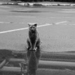 A solitary cat sits on a wet urban street, reflected in a puddle. Moody black and white photo.