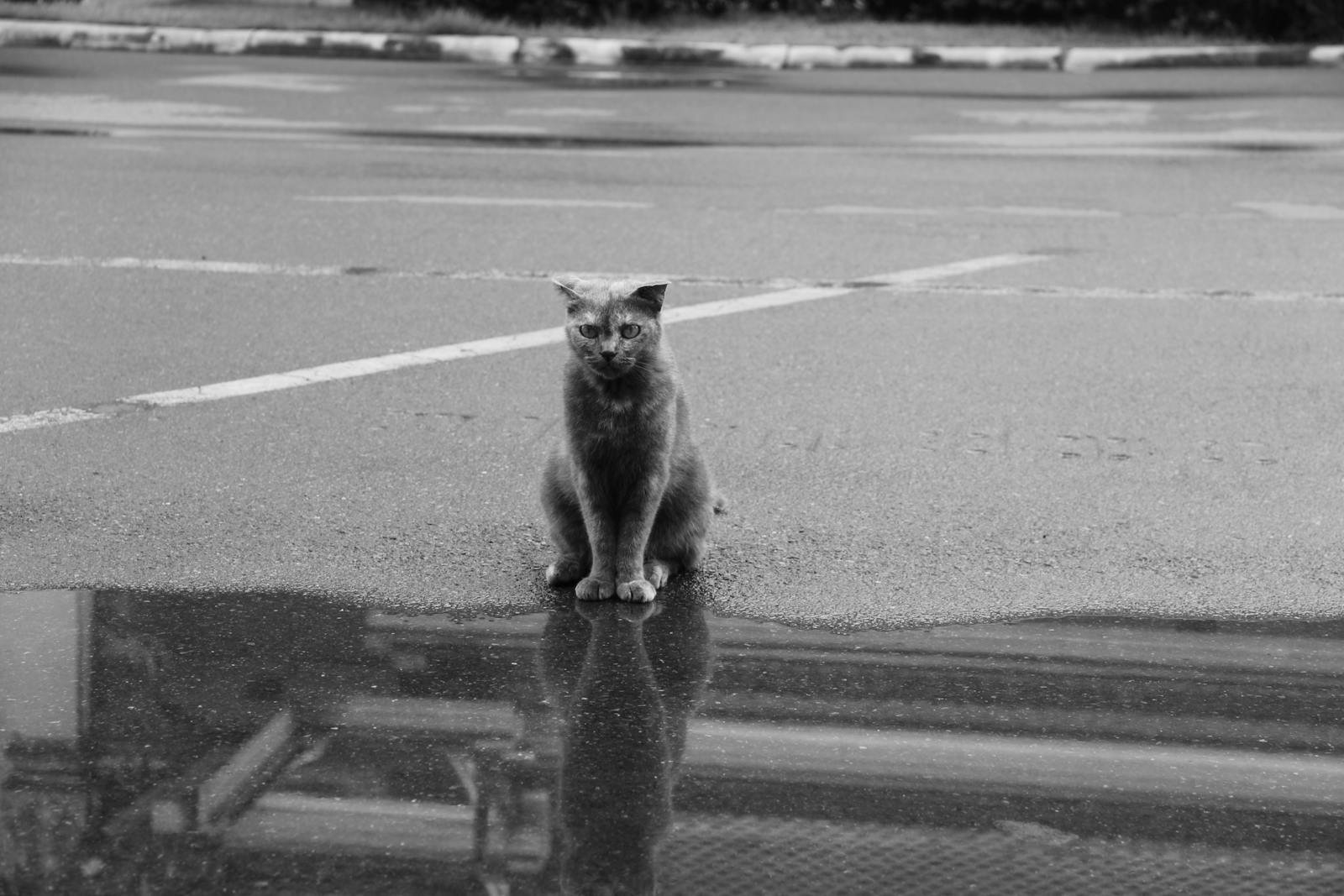A solitary cat sits on a wet urban street, reflected in a puddle. Moody black and white photo.