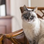 Lynx Point Siamese Cat Indoors in Natural Light 7