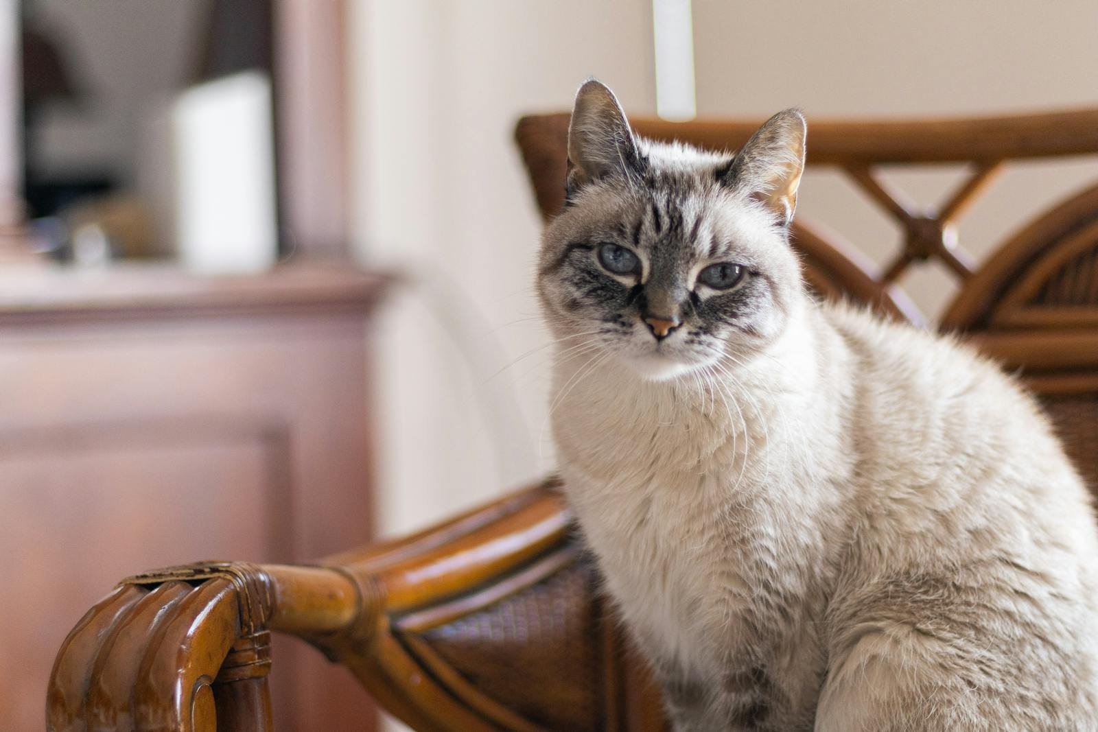 Lynx Point Siamese Cat Indoors in Natural Light 7