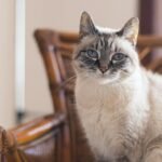 Adorable Siamese cat with blue eyes sitting on a wooden chair indoors, daytime.