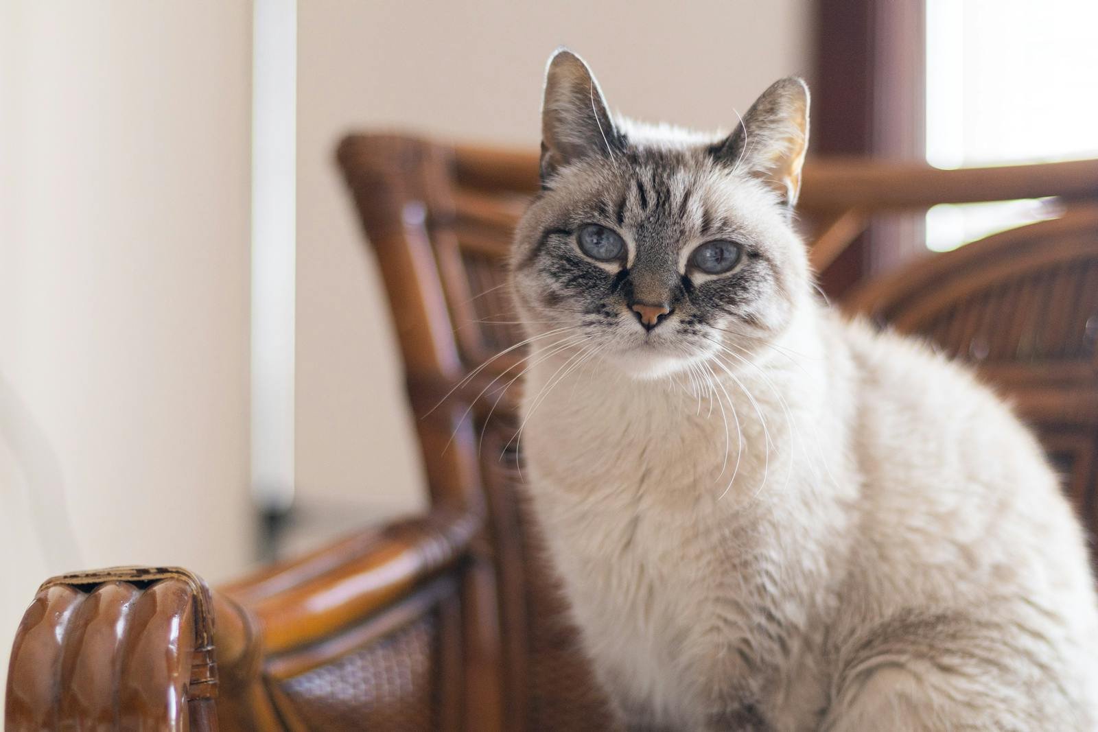 Lynx Point Siamese Cat Indoors in Natural Light 9