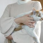 A woman gently holds a white and ginger cat with heterochromia in a cozy indoor setting.
