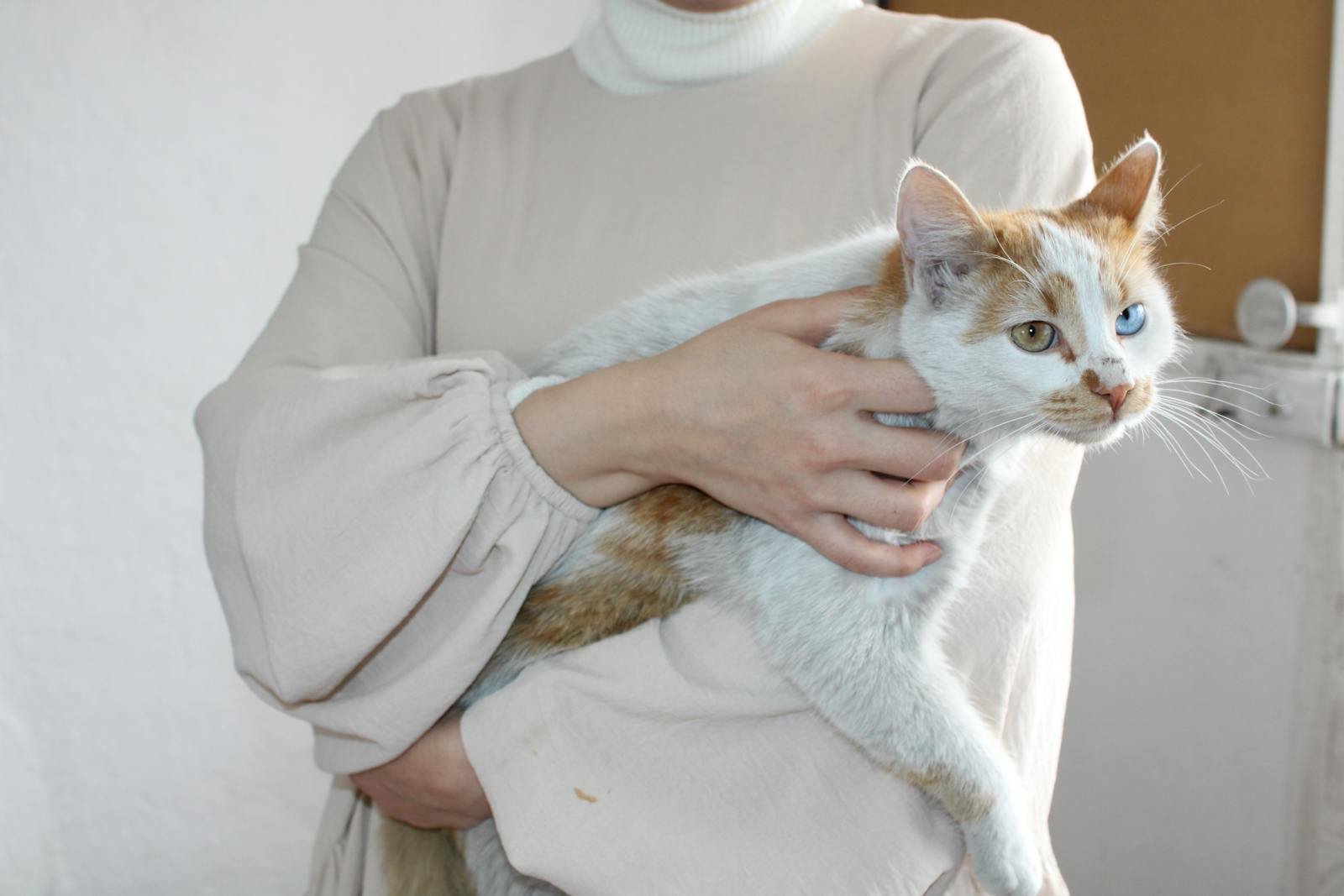 A woman gently holds a white and ginger cat with heterochromia in a cozy indoor setting.