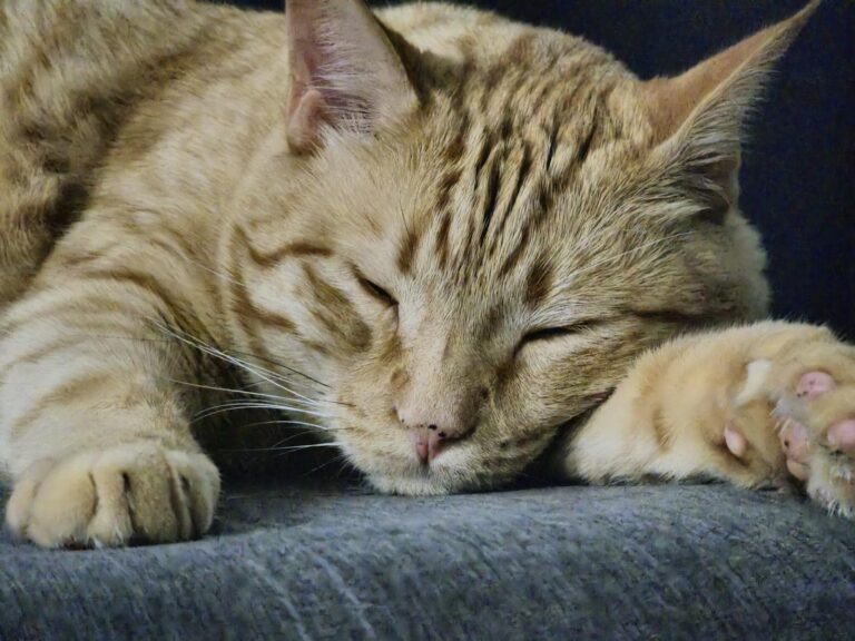 How to Calm a Cat Who’s Sensitive to Everyday Noise