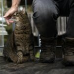 A person in jeans and boots petting a tabby cat outdoors on a wooden deck.