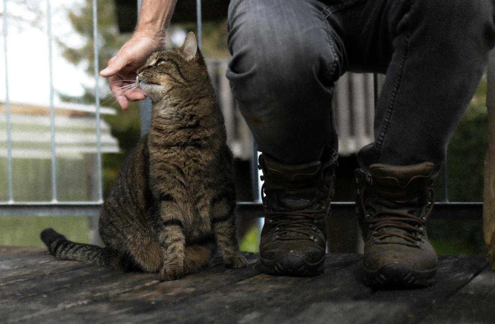 A person in jeans and boots petting a tabby cat outdoors on a wooden deck.