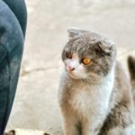 Scottish Fold cat with golden eyes sitting on pavement next to person.