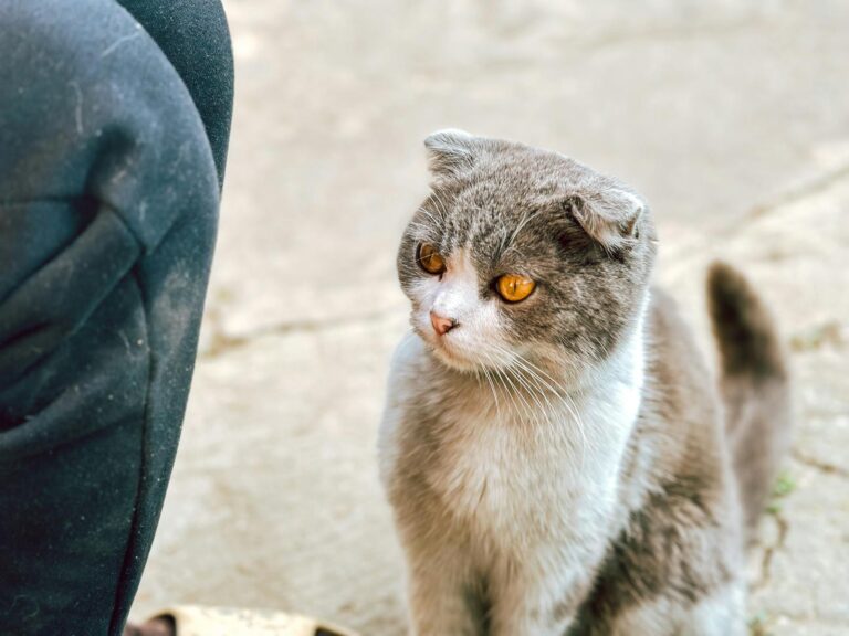 Scottish Fold cat with golden eyes sitting on pavement next to person.