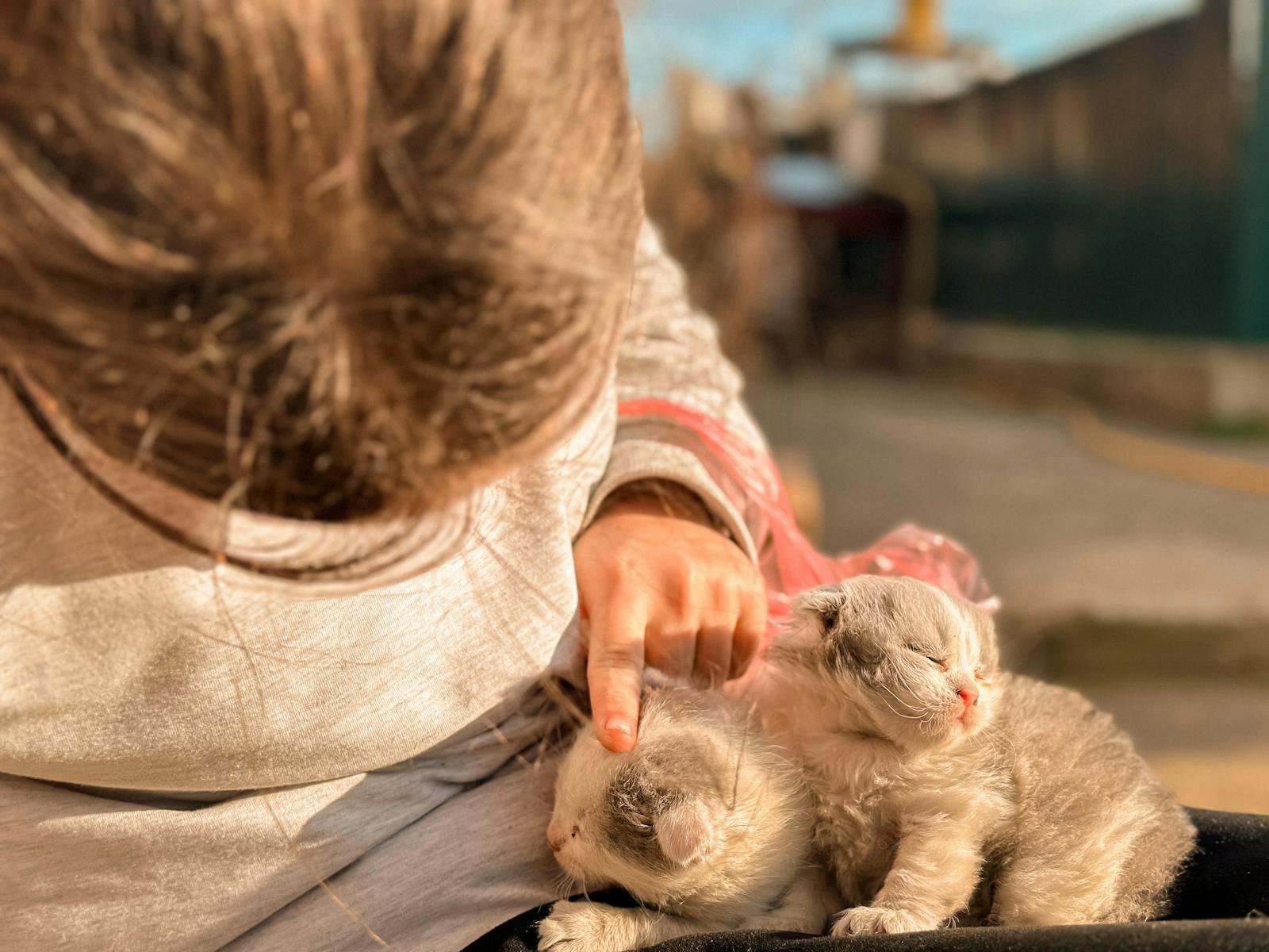 A child gently petting two cute kittens in a sunny outdoor environment.