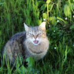 Cute tabby cat sitting in vibrant green foliage, enjoying the outdoors on a sunny day.