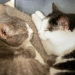 Just Two Cats and a Whole Lot of Love