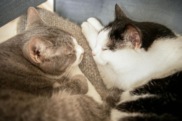 Just Two Cats and a Whole Lot of Love