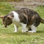 A attentive tabby cat explores a vibrant green field on a sunny day, showcasing natural curiosity.