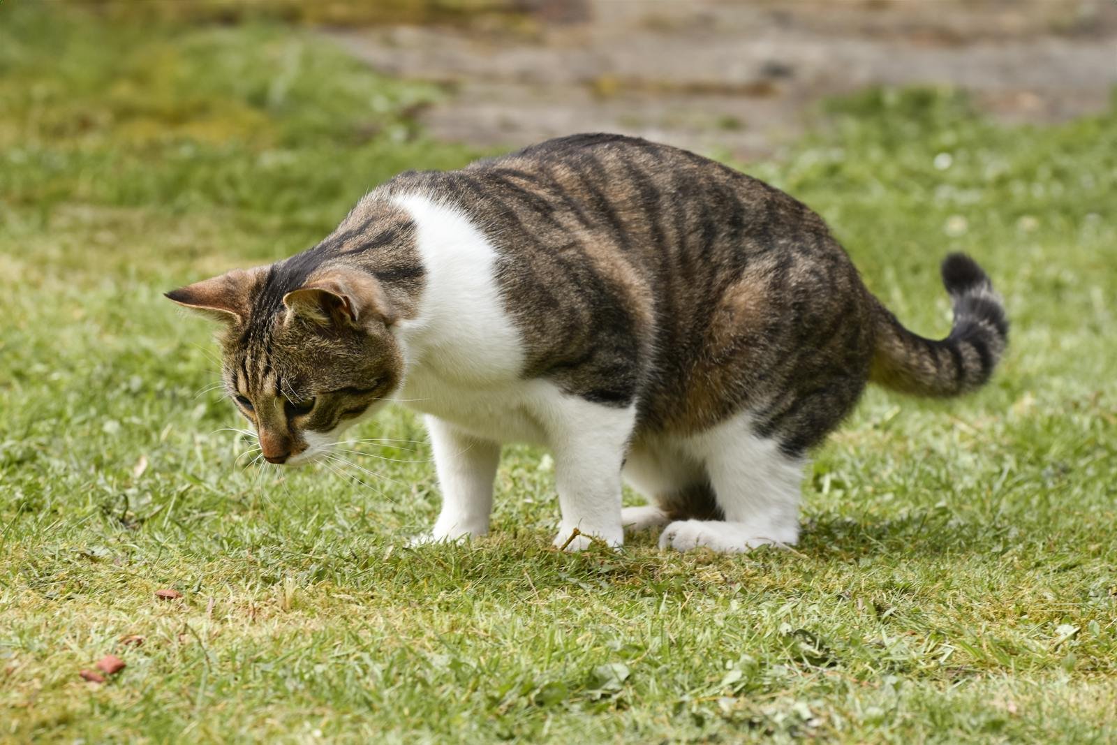 A attentive tabby cat explores a vibrant green field on a sunny day, showcasing natural curiosity.