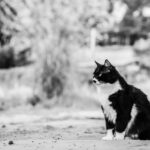 Free stock photo of animal, bicolor cat, black and white cat