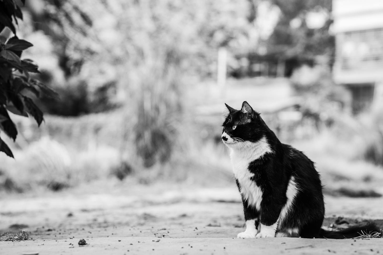 Free stock photo of animal, bicolor cat, black and white cat