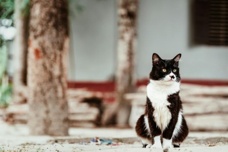 8 Cat Behaviors That Only Happen in Safe, Loving Homes