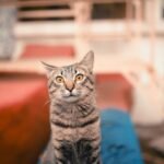 A curious tabby cat with striking eyes sits on a colorful rooftop, exuding a playful charm.