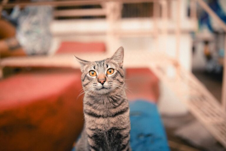 A curious tabby cat with striking eyes sits on a colorful rooftop, exuding a playful charm.