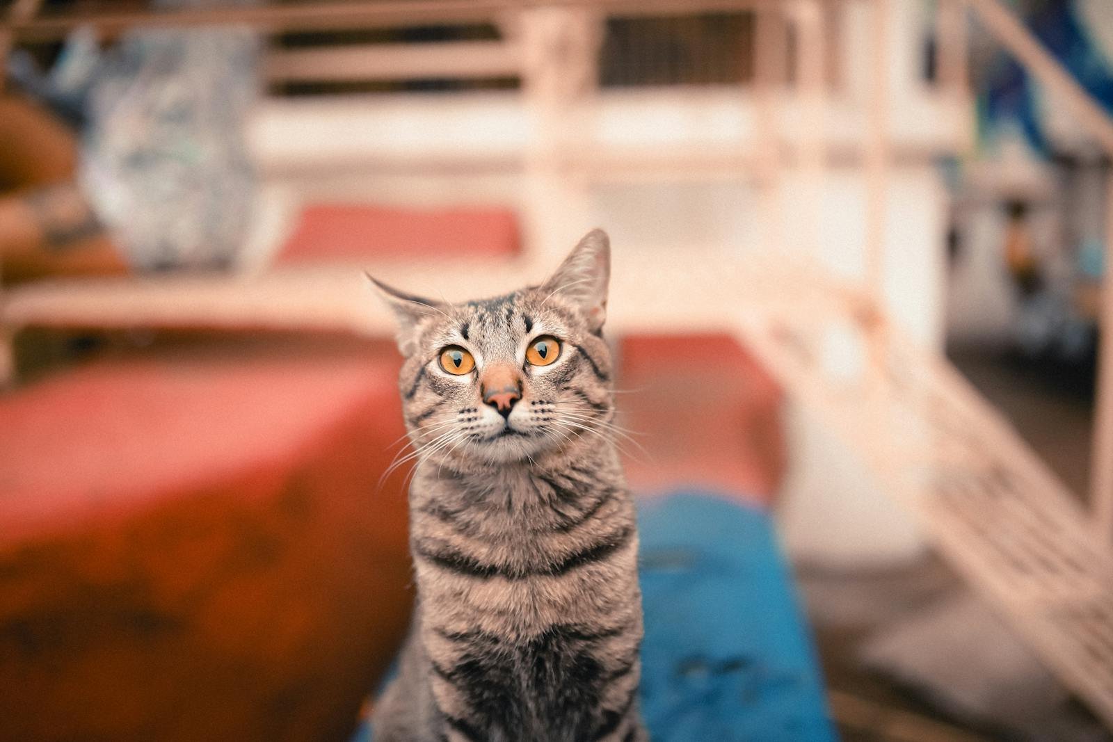 A curious tabby cat with striking eyes sits on a colorful rooftop, exuding a playful charm.