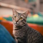 Portrait of a tabby cat on a vivid rooftop in Mexico City, showing intense gaze and vibrant background.
