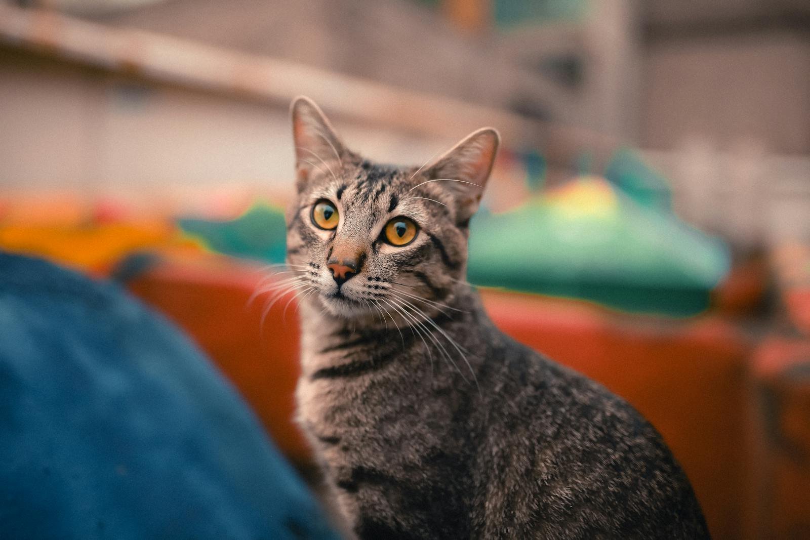 Portrait of a tabby cat on a vivid rooftop in Mexico City, showing intense gaze and vibrant background.