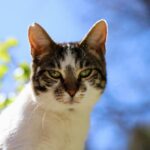 Close-up of a tabby cat enjoying a sunny day outdoors, set against a vibrant blue sky and foliage.