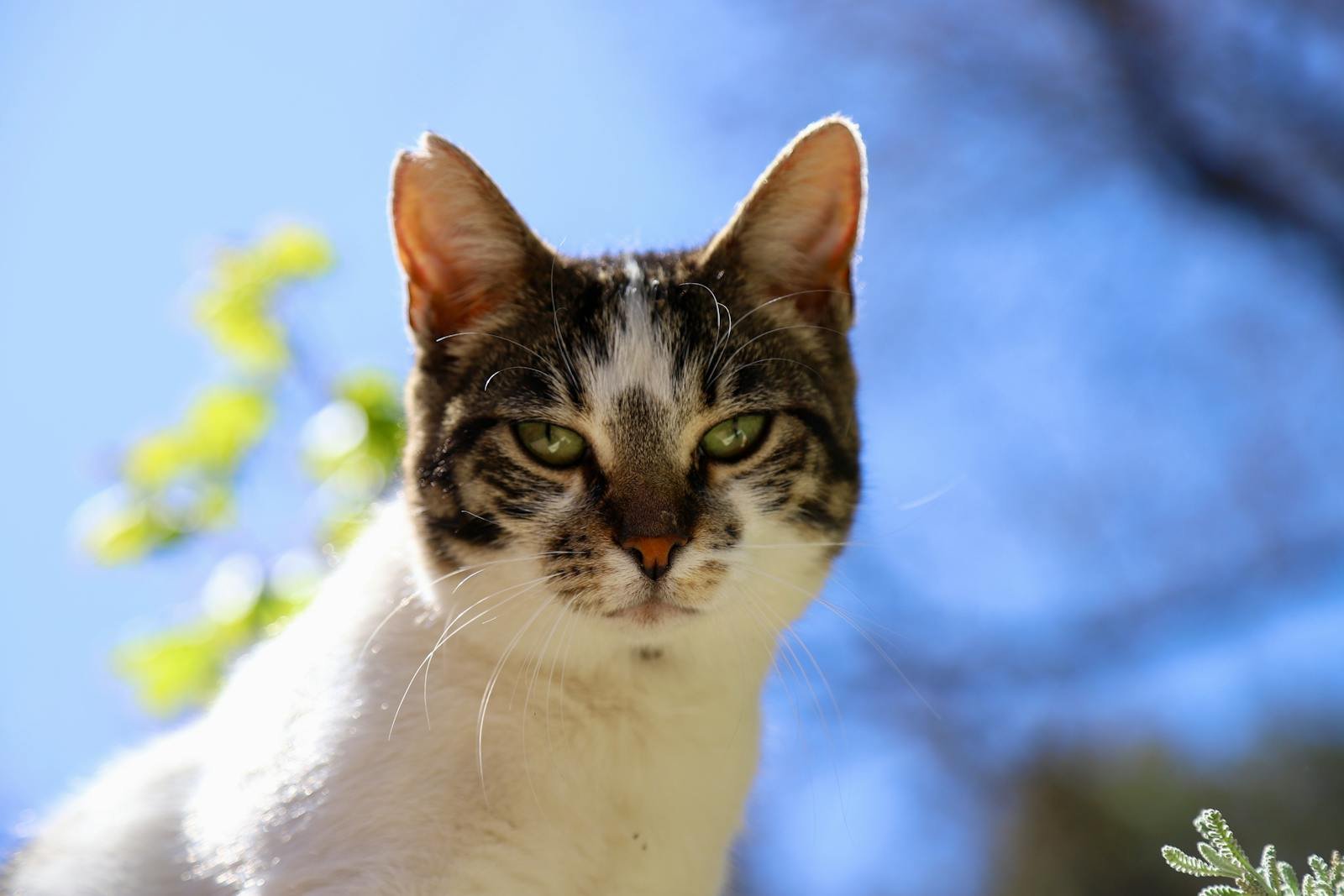 Close-up of a tabby cat enjoying a sunny day outdoors, set against a vibrant blue sky and foliage.