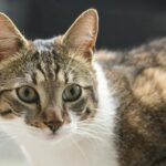 Free stock photo of attentive cat, cat, pet