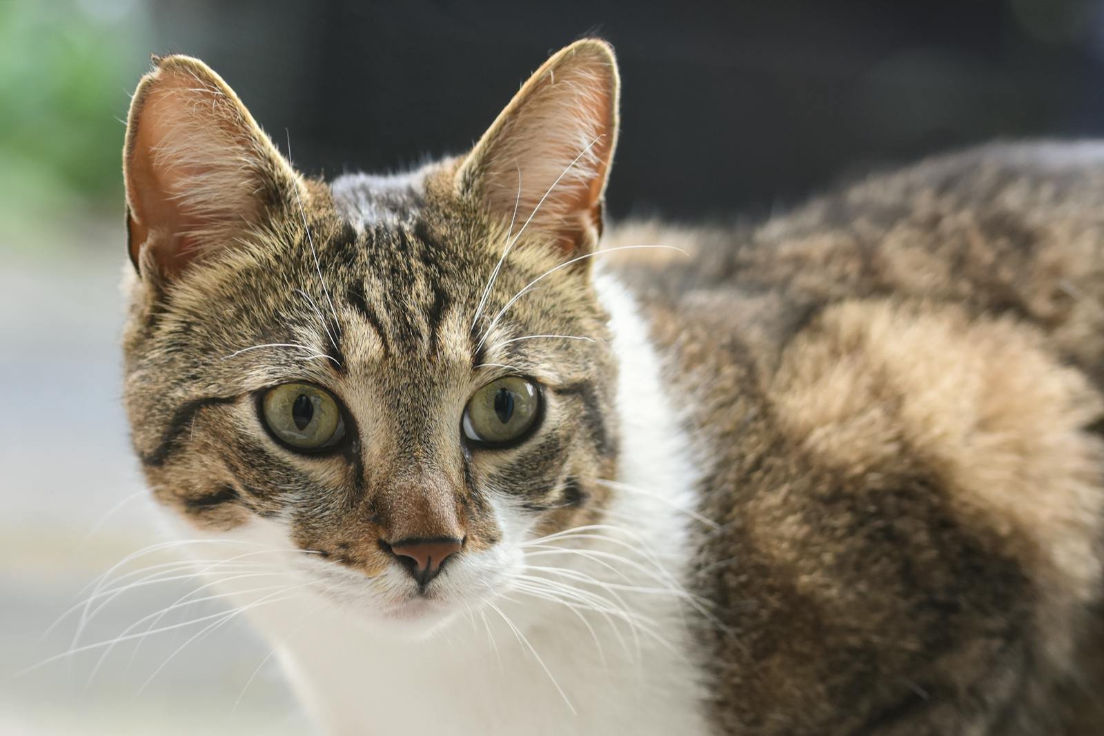 Free stock photo of attentive cat, cat, pet