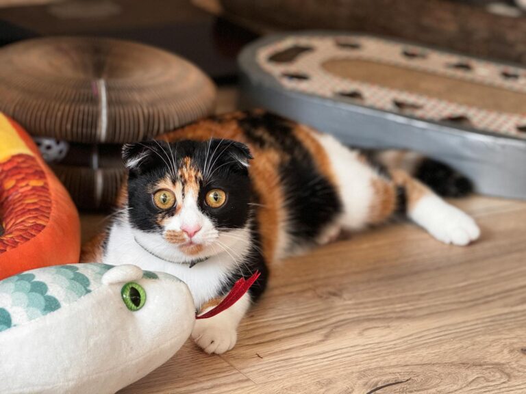 How to Make Your Home Emotionally Inviting for Shy Cats