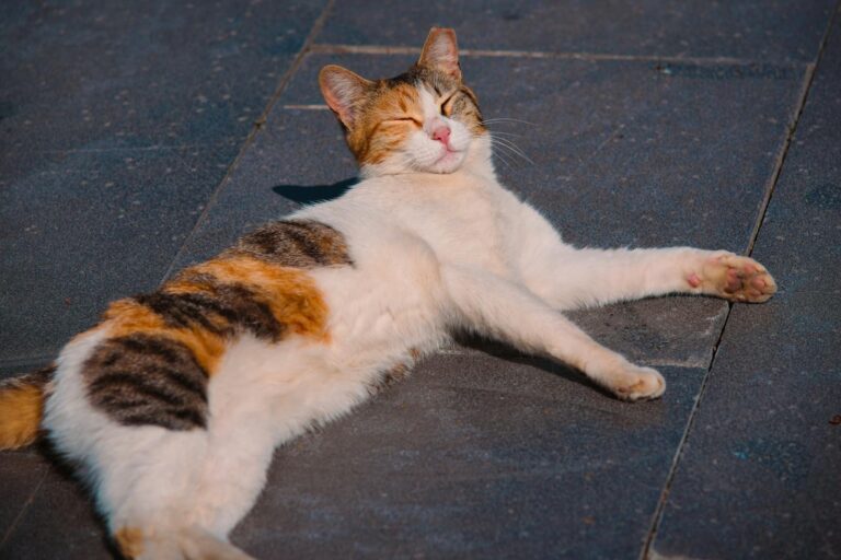Why Cats Sometimes Stare at You Without Blinking