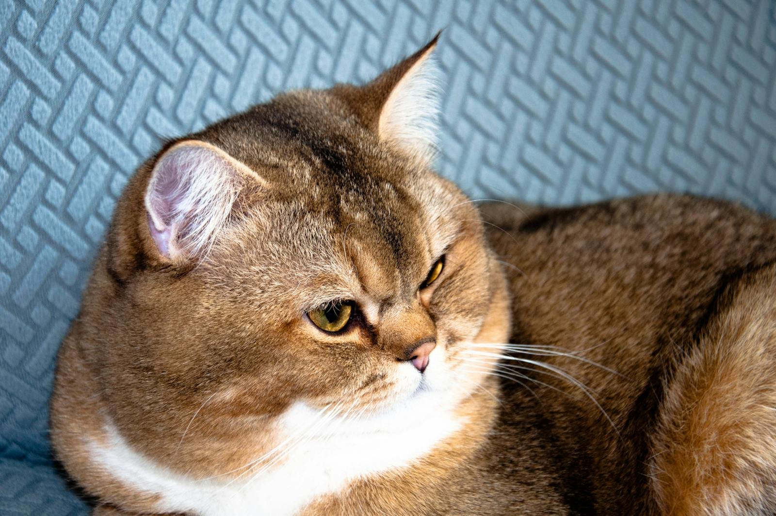 My cat（我的猫咪）