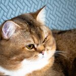 My cat（我的猫咪）